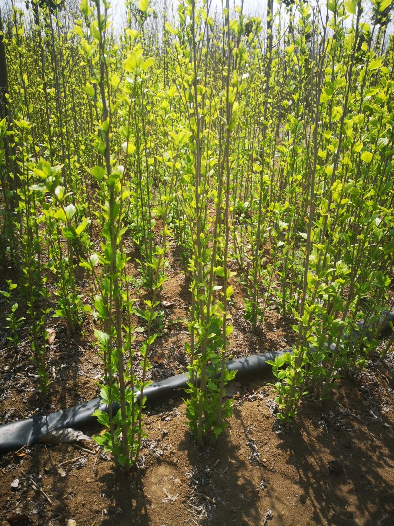 重瓣红花木槿花小苗大苗规格齐全基地直销