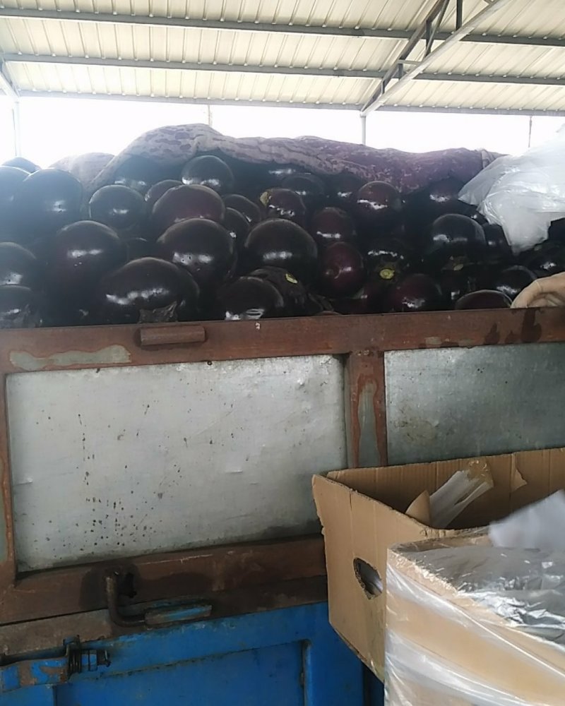 河北精品冷棚紫光圆茄子大量上市！个头均匀，