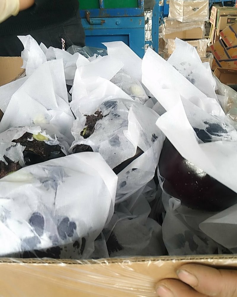 河北精品冷棚紫光圆茄子大量上市！个头均匀，