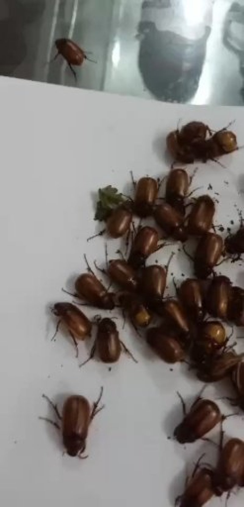 瞎碰，本地小金龟子，黑金龟子大量批发零售