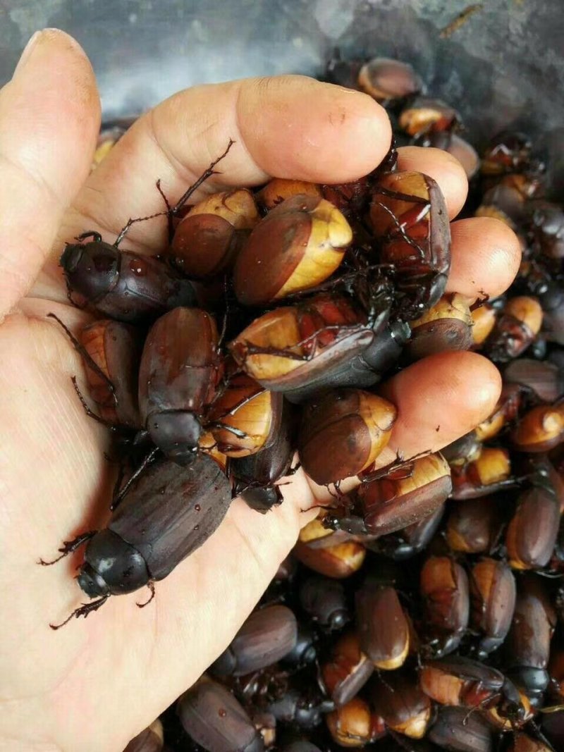 瞎碰，本地小金龟子，黑金龟子大量批发零售