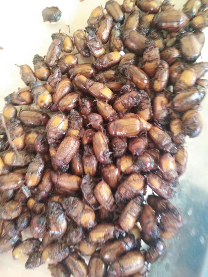 瞎碰，本地小金龟子，黑金龟子大量批发零售