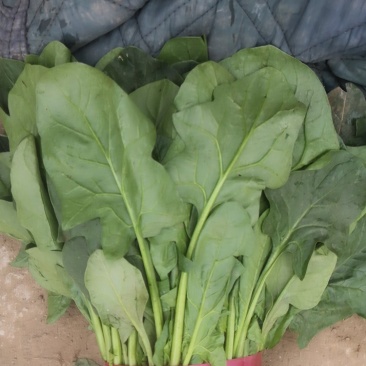 菠菜