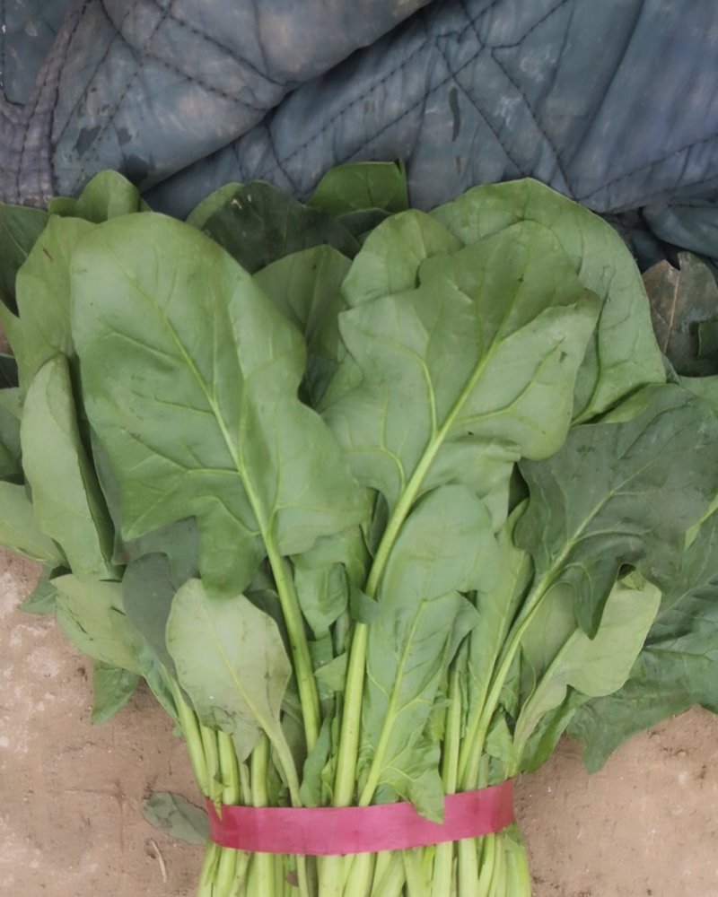 菠菜
