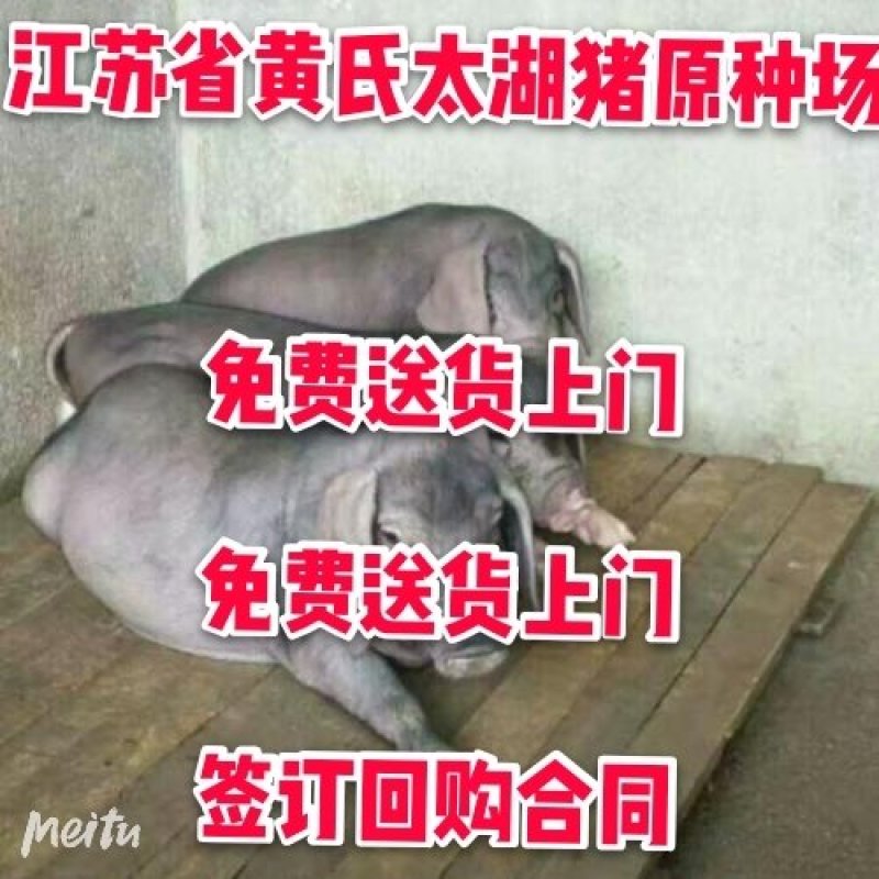 二元母猪价格_乳头多一窝产崽20头包送