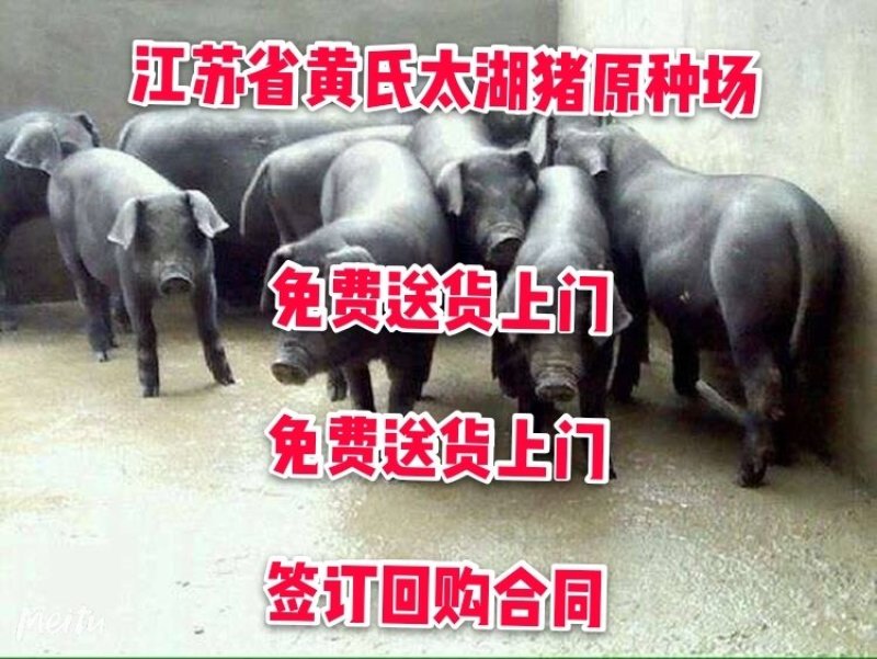 二元母猪价格_乳头多一窝产崽20头包送