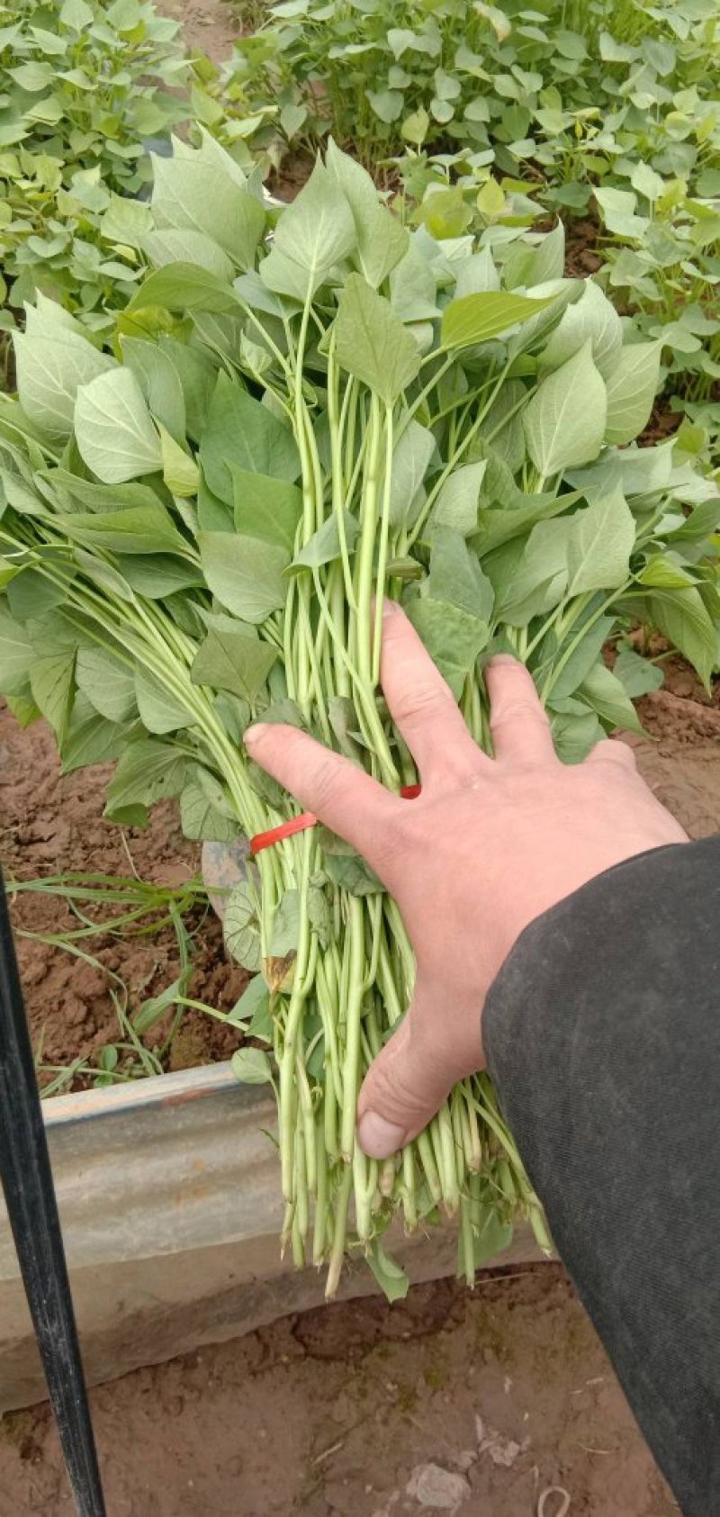 红薯苗商薯19
