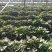 红薯苗商薯19