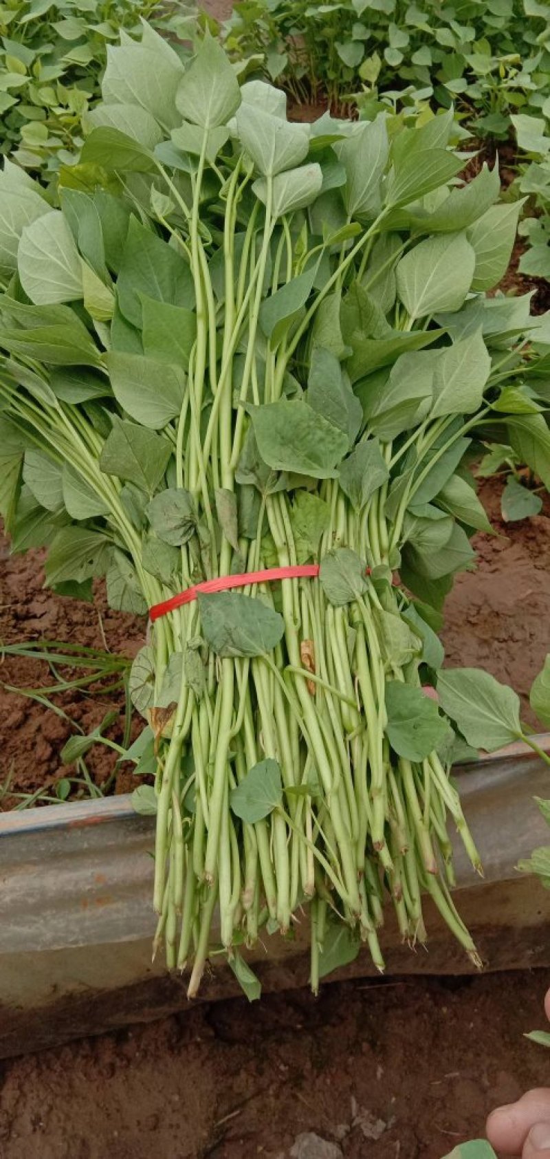 红薯苗商薯19