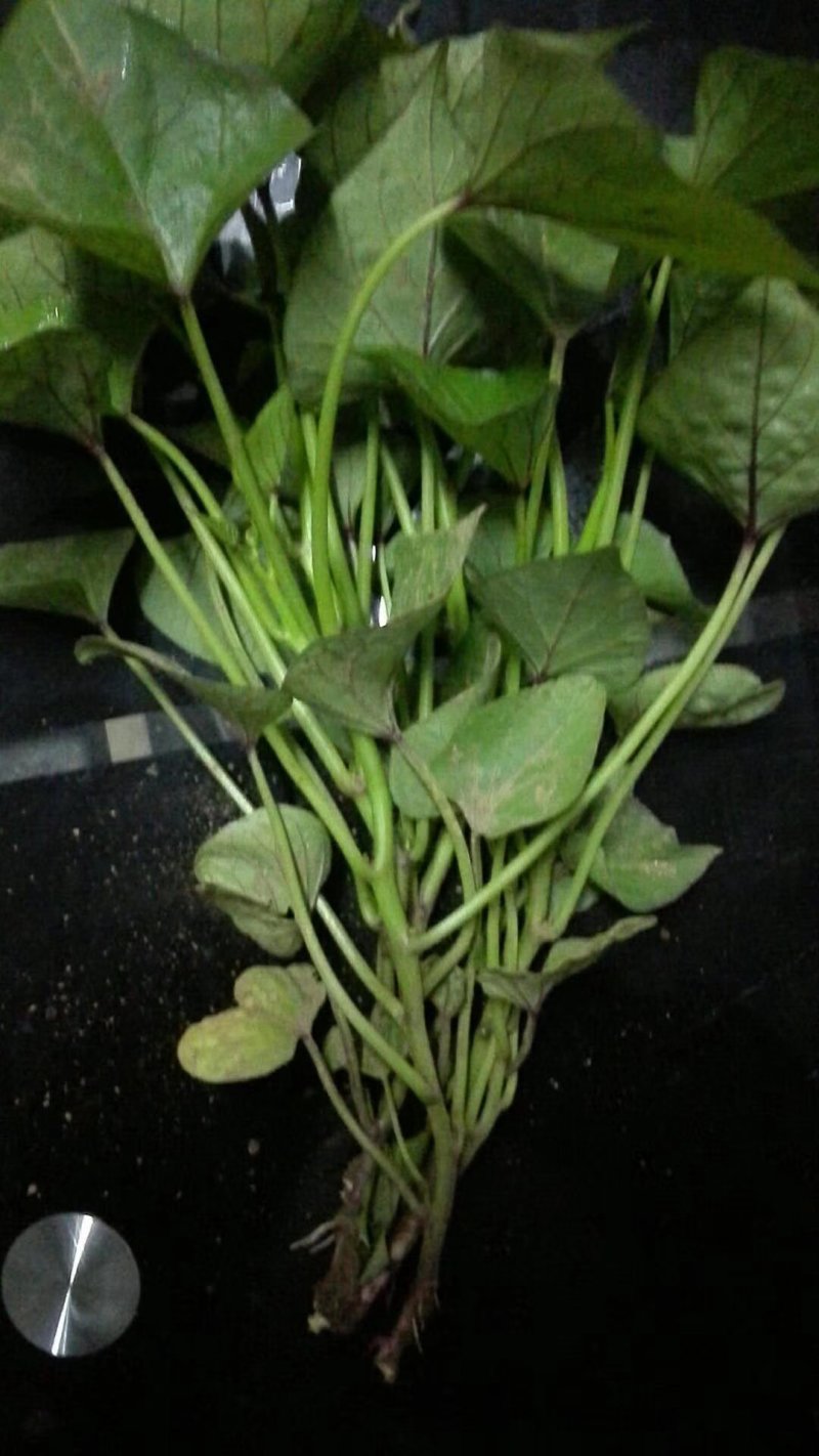红薯苗商薯19