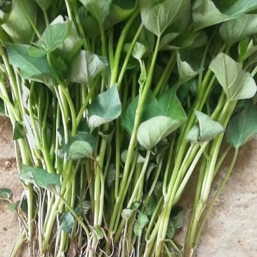 红薯苗商薯19