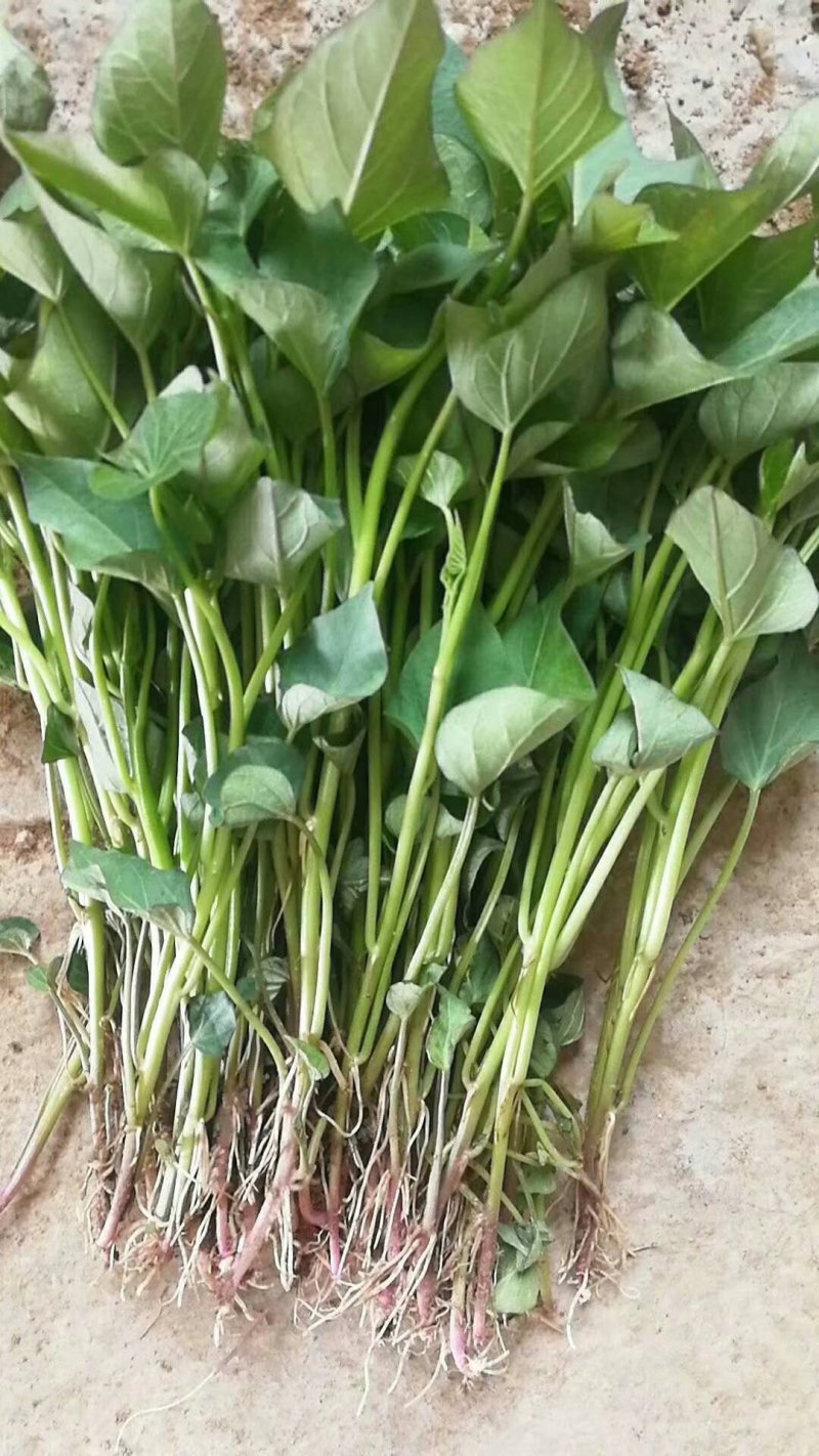 红薯苗商薯19