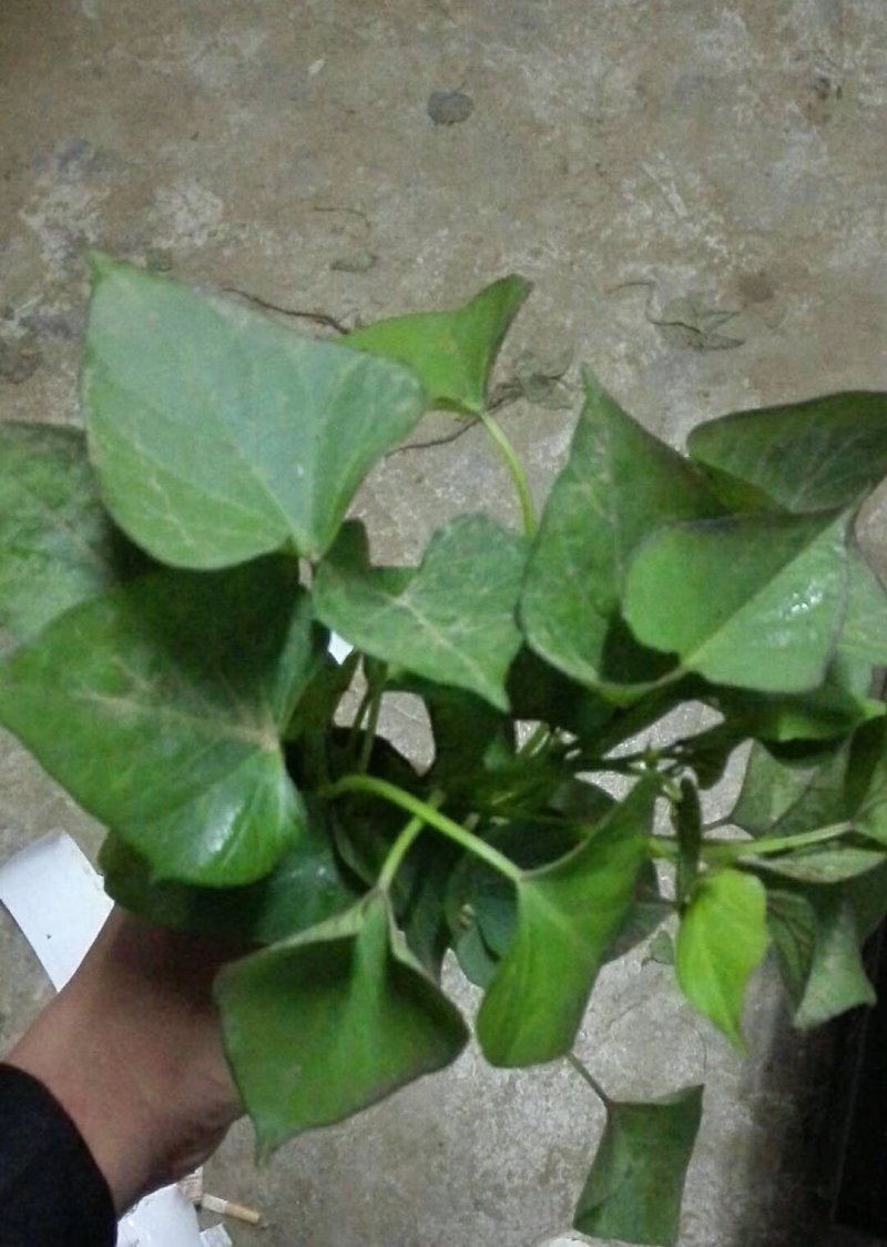 红薯苗商薯19