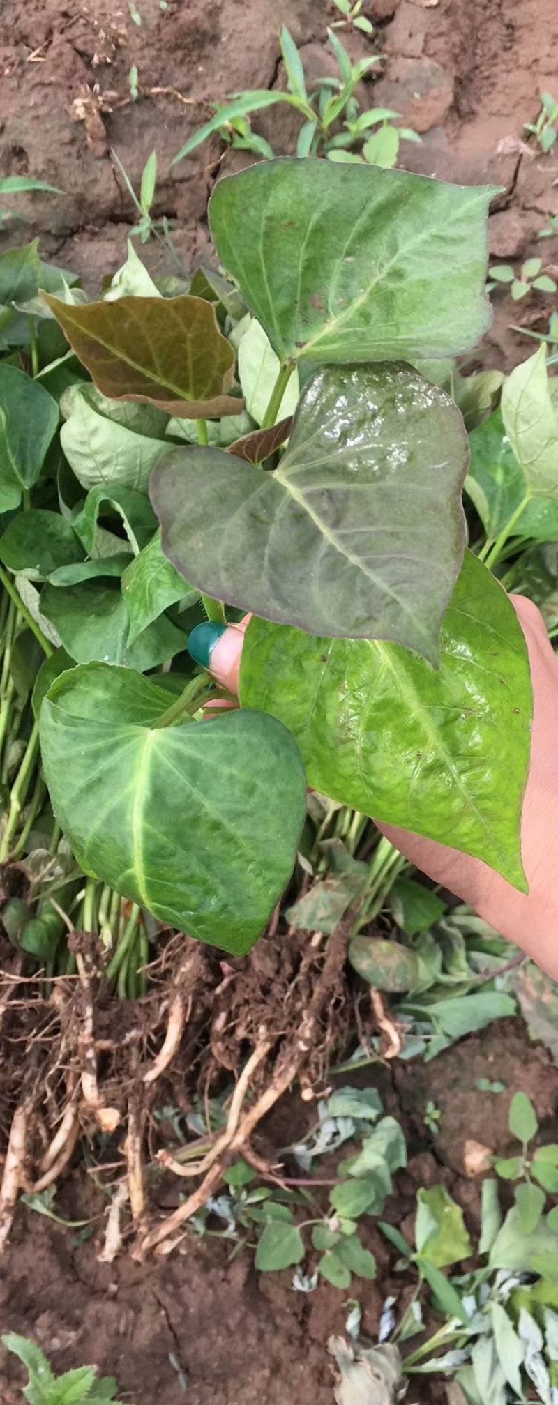 红薯苗商薯19