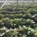 红薯苗商薯19