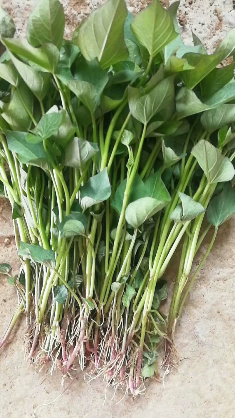红薯苗商薯19