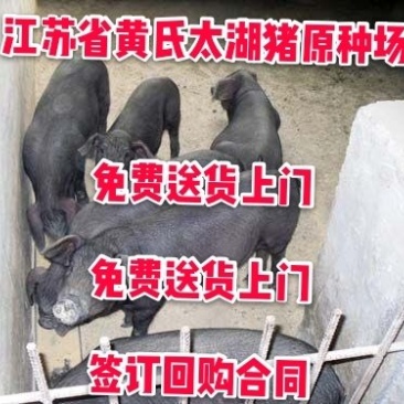 二元母猪价格防疫完善全国包送到家_养猪场