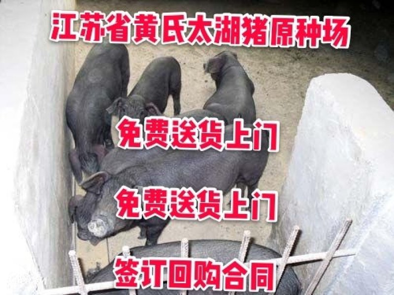 二元母猪价格防疫完善全国包送到家_养猪场