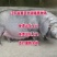 二元母猪价格防疫完善全国包送到家_养猪场
