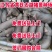 二元母猪价格防疫完善全国包送到家_养猪场