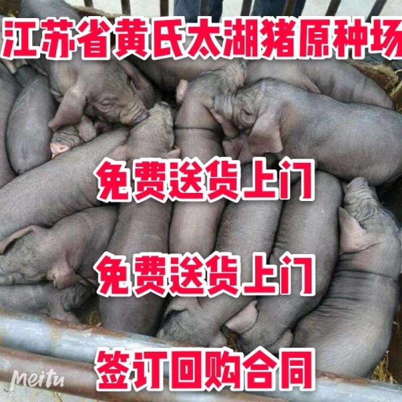 二元母猪价格防疫完善全国包送到家_养猪场