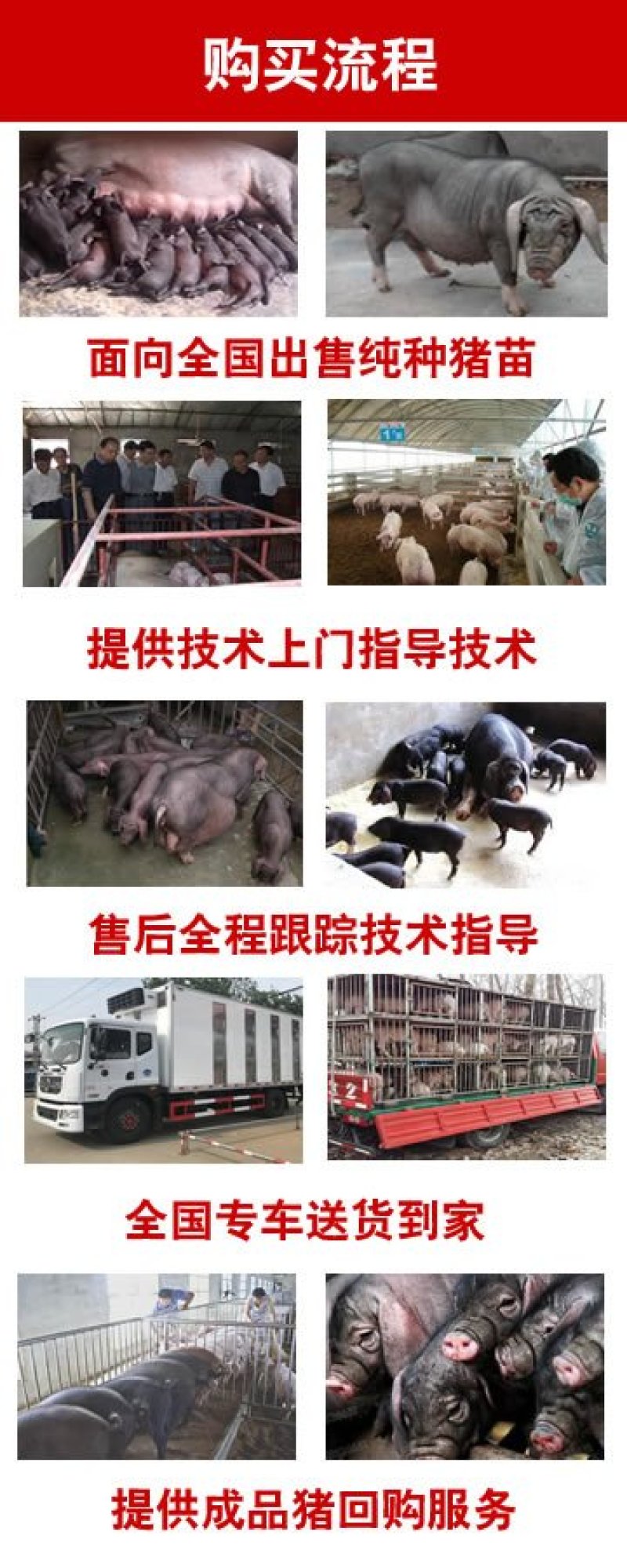 二元母猪价格防疫完善全国包送到家_养猪场