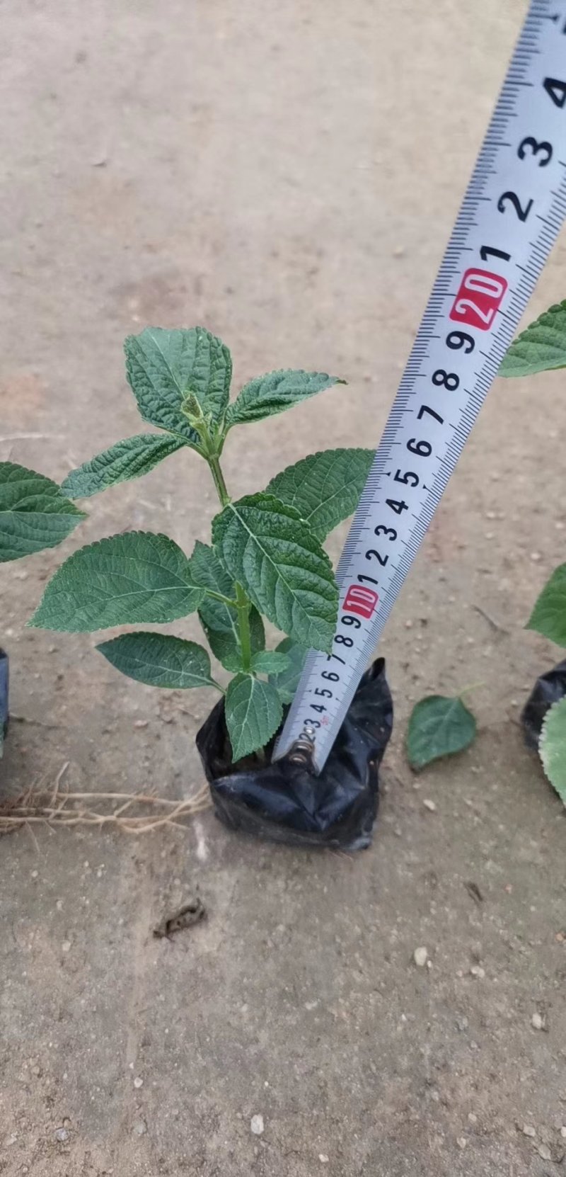 五色梅，各种绿化苗木有需要的联系。