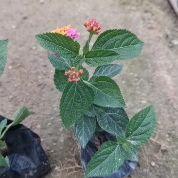 五色梅，各种绿化苗木有需要的联系。
