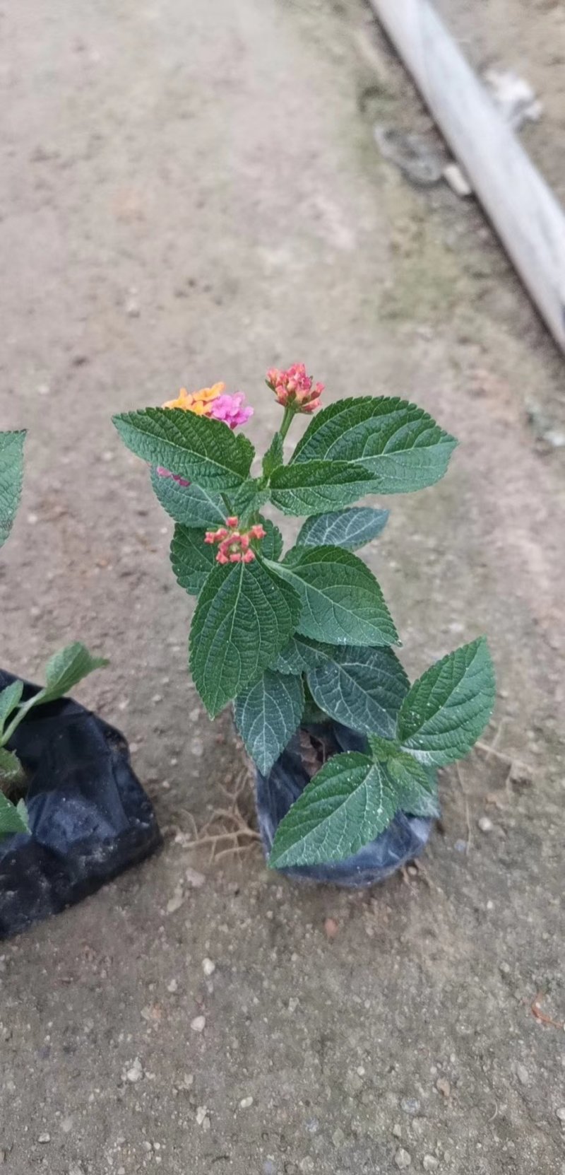五色梅，各种绿化苗木有需要的联系。
