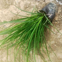 青绿苔草，基地特价，宿根地被