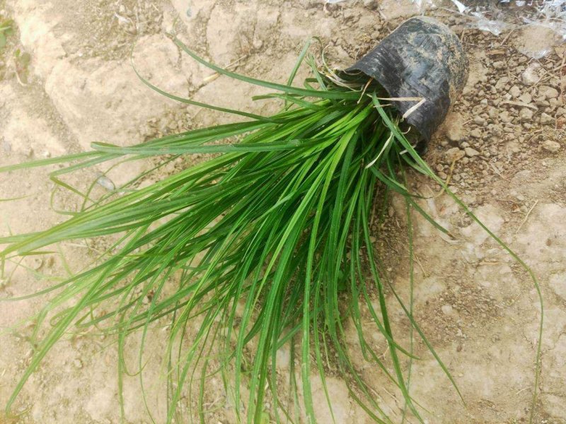 青绿苔草，基地特价，宿根地被