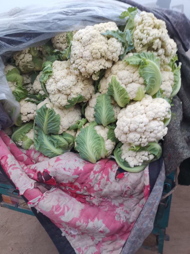 优质有机花菜，青梗，白面，单个一斤多，货量大，价格便宜