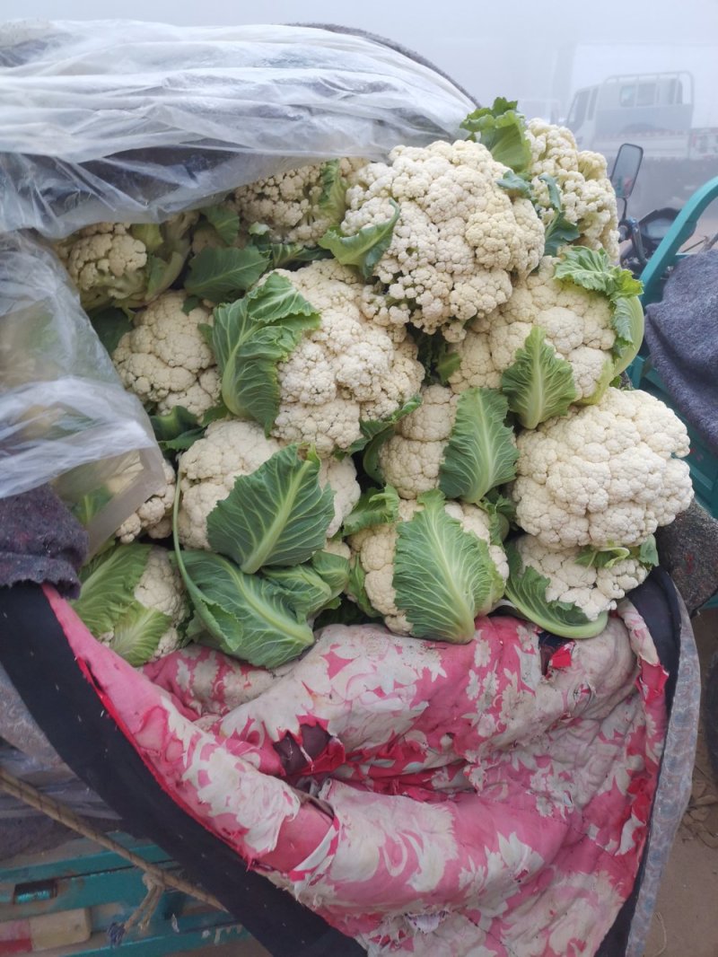 优质有机花菜，青梗，白面，单个一斤多，货量大，价格便宜