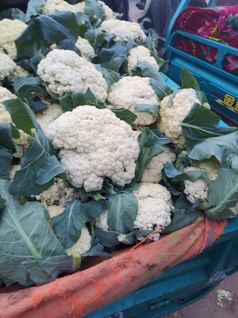优质有机花菜，青梗，白面，单个一斤多，货量大，价格便宜