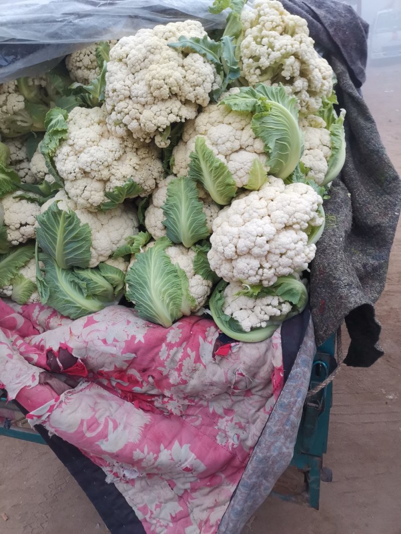 优质有机花菜，青梗，白面，单个一斤多，货量大，价格便宜