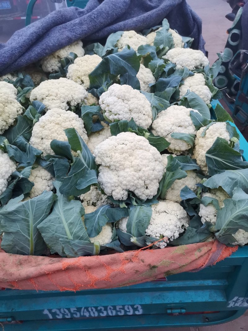 优质有机花菜，青梗，白面，单个一斤多，货量大，价格便宜