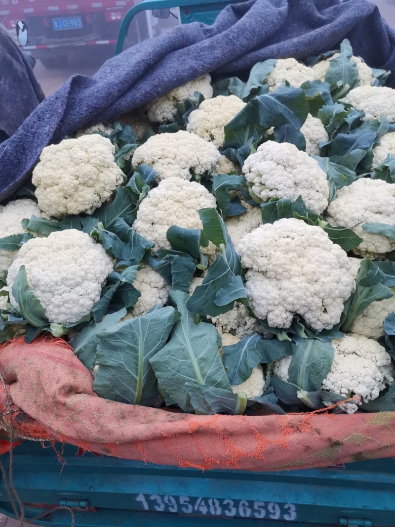 优质有机花菜，青梗，白面，单个一斤多，货量大，价格便宜