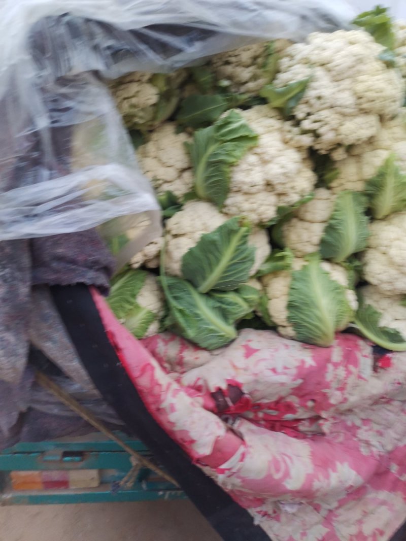 优质有机花菜，青梗，白面，单个一斤多，货量大，价格便宜