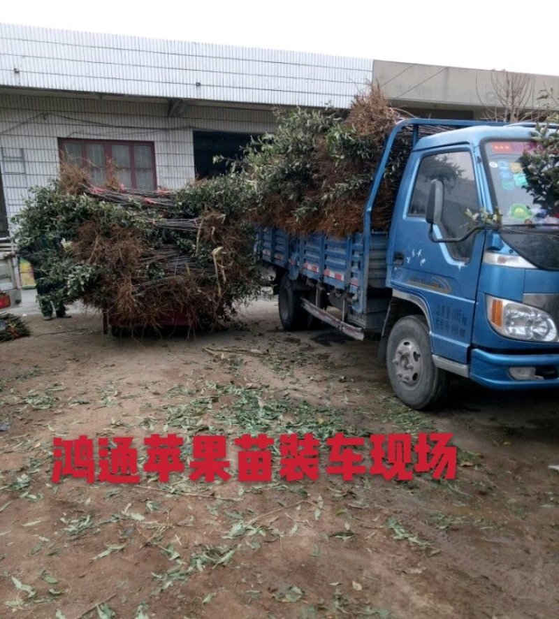 明月苹果苗：红斯尼克苹，华硕，维纳斯黄金，众诚三号，