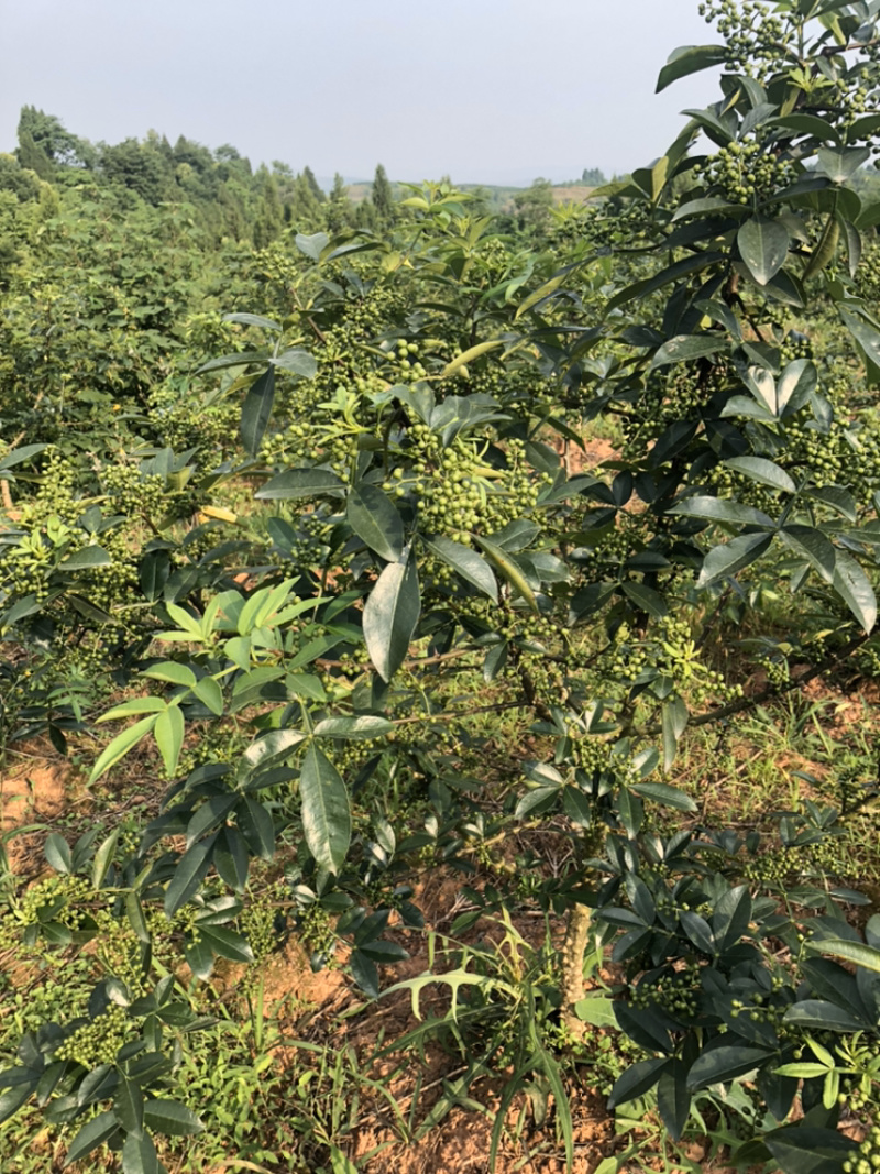 正宗九叶青花椒产地直销。