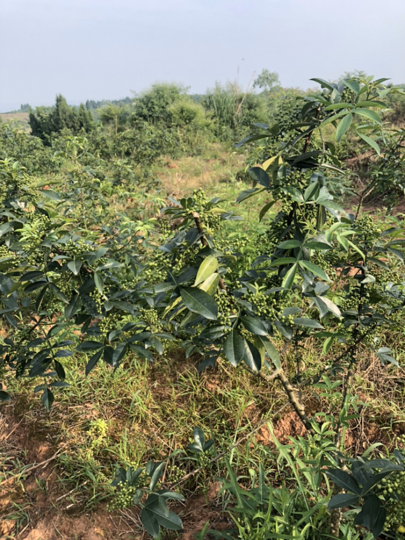 正宗九叶青花椒产地直销。