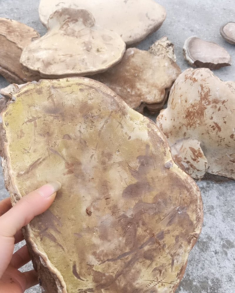 木灵芝，芝！！！！漂亮货，！！！！！色黄，，，，，，，