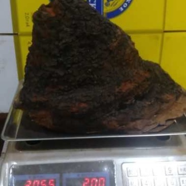 俄罗斯西伯利亚原包精选桦树茸