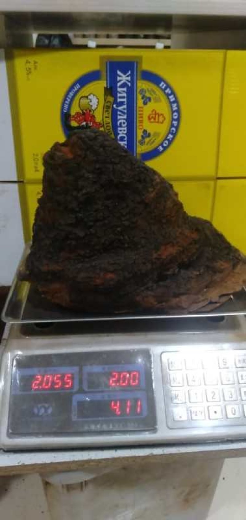 俄罗斯西伯利亚原包精选桦树茸