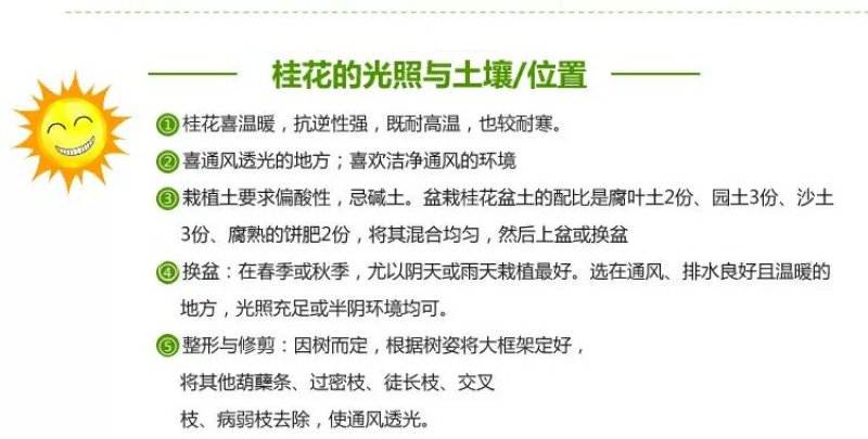 嫁接沉香桂树苗盆栽嫁接丹桂花苗浓香型室内阳台客厅