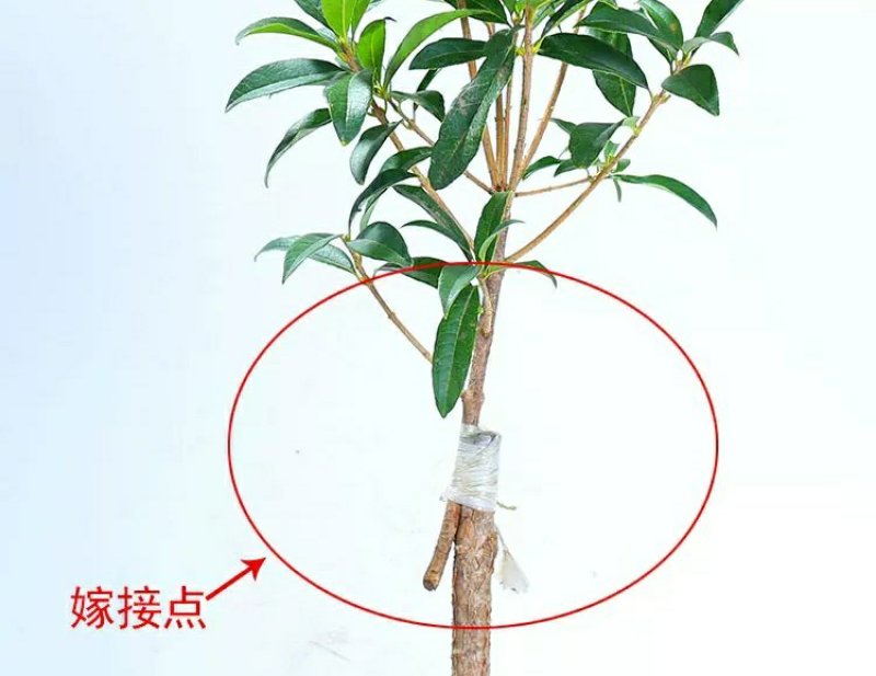 嫁接沉香桂树苗盆栽嫁接丹桂花苗浓香型室内阳台客厅