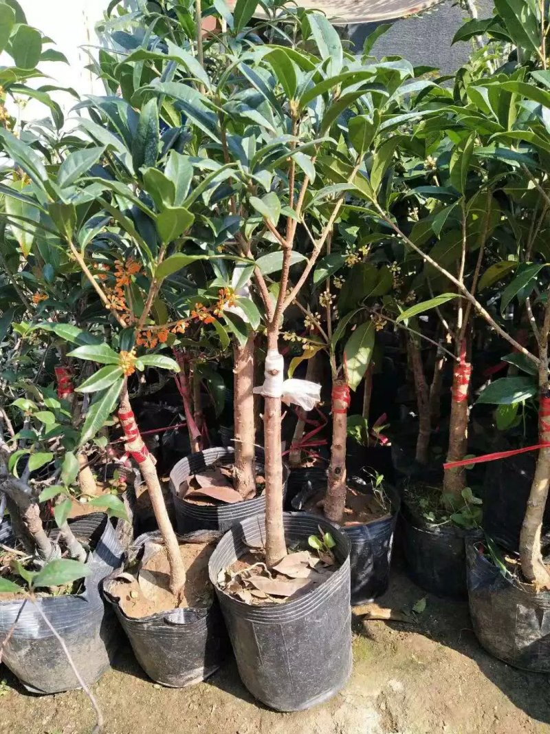 嫁接沉香桂树苗盆栽嫁接丹桂花苗浓香型室内阳台客厅