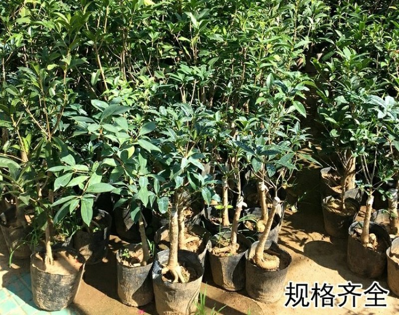 嫁接沉香桂树苗盆栽嫁接丹桂花苗浓香型室内阳台客厅