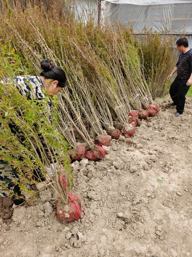 花石榴丛生花石榴丛生花石榴1米