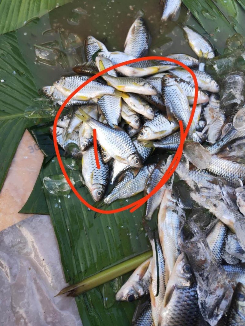 溪流马口，各种溪流鱼货都有，常年有专业人士抓的溪流鱼